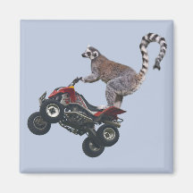 Springen des Lemur-Magneten