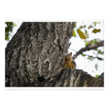 squirel auf Baumeinladung
