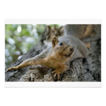 squirel Einladung