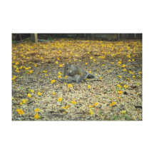 Squirrel in Yellow Stretched Canvas Print