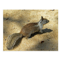 Squirrell Postkarten
