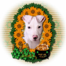 St. Patricks - Goldschatz - Pitbull - Petey Fotoausschnitt