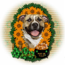 St. Patricks - Goldschatz - Pitbull - Tigger Foto Ausschnitt