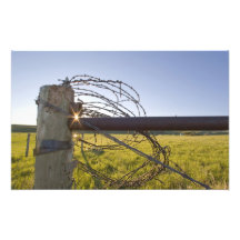 Stacheldraht gerollt oben auf fencerow nahe photodruck