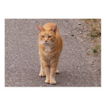 Städtischer Tiger Visitenkarten Vorlage