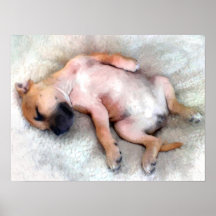 Staffordshire-Bullterrier-Welpe Plakat