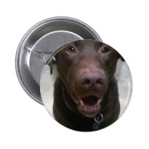 StanleyChocolateLab Buttons