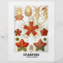 Starfish Flyerdesign