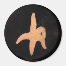Starfish Kühlschrankmagnete