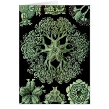 Starfish spröde - Ophiodea Karten