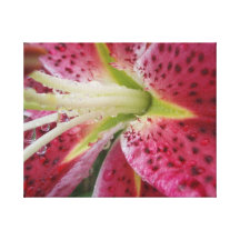 Stargazer-Lilie Gespannter Galerie Druck
