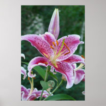 Stargazer Plakate