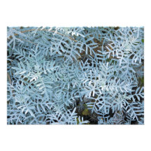 Staubiges MillerSenecio Viravira Jardin des Plante Einladung