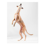 Stehendes whippet postkarte