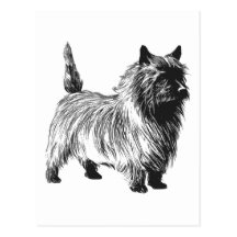 Steinhaufen-Terrier-Hund Postkarten