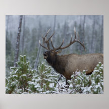 Stier-Elche beim Schneenennen, bugling, Yellowston Posterdrucke