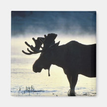 Stier-Elche Kühlschrankmagnete