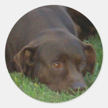 Stillstehende Schokoladen-Labrador-Aufkleber