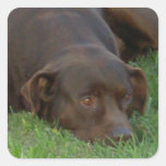 Stillstehende Schokoladen-Labrador-Aufkleber