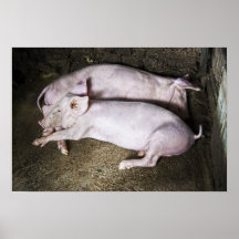 Stillstehendes Schwein-Plakat