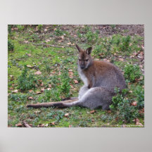 Stillstehendes Wallabyplakat