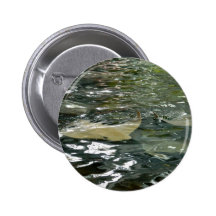 Stingray Buttons