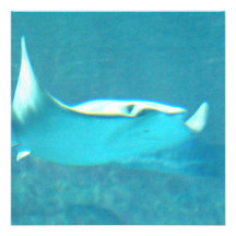 Stingray-Einladungen