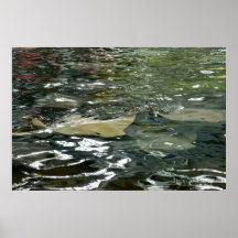 Stingray Posterdrucke