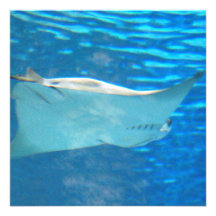 Stingray-Schwimmen-Einladungen