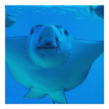 Stingray-Unterwassereinladungen