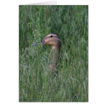 Stockente in der Gras-Karte