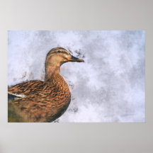 Stockenten-Ente Plakat
