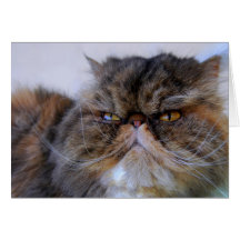 Stolzer Kaliko-persische Miezekatze-Karte