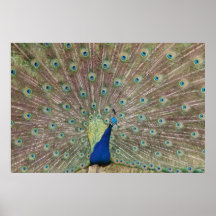 Stolzer Pfau Plakat