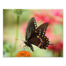Stolzer Schmetterling photographischer Druck 10 x 