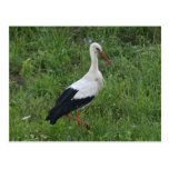 Storch 1 postkarte