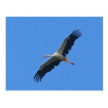 Storch im Flug Postkarten