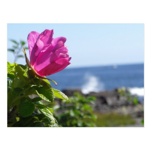 Strand-Rose Postkarten