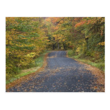Straßenrand-Herbstlaub, Südvermont, USA Postkarte