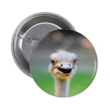 Strauß 2 button
