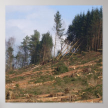 Streichholz-Bäume Plakat