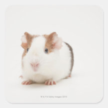 Studio geschossen vom Meerschweinchen Quadratsticker