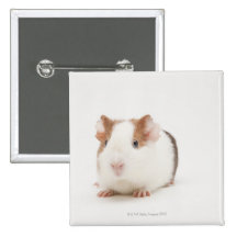 Studio geschossen vom Meerschweinchen Button