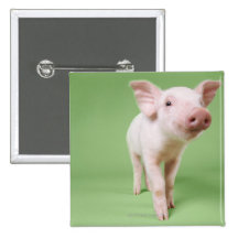 Studio herausgeschnitten von einem Ferkel stehend Buttons