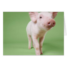 Studio herausgeschnitten von einem Ferkel stehend Karten