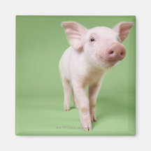 Studio herausgeschnitten von einem Ferkel stehend Magnete