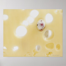 Studio schoss von der weißen Maus, die durch Loch  Poster