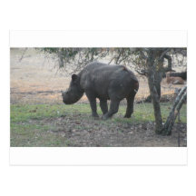Südafrika-Bilder Postkarten