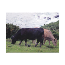 Südkühe Devon-Küsten-zwei und eine Dohle Leinwanddruck