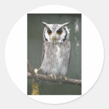 Südliche weiße gegenübergestellte Eule Runde Sticker